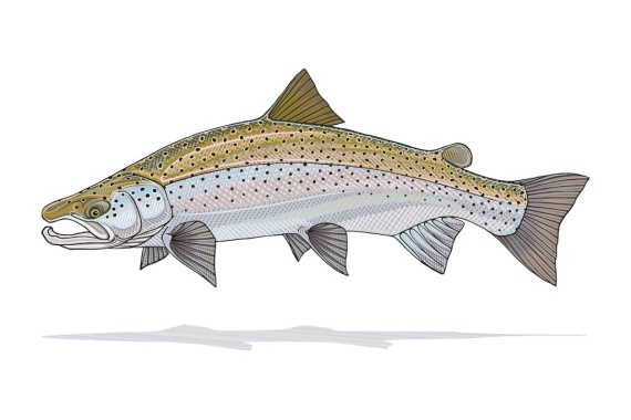 Atlantic Salmon Prints - Casey Underwood in the group Other / Gifts & Gift Guides at Sportfiskeprylar.se (CPU_SalmonSmallr)