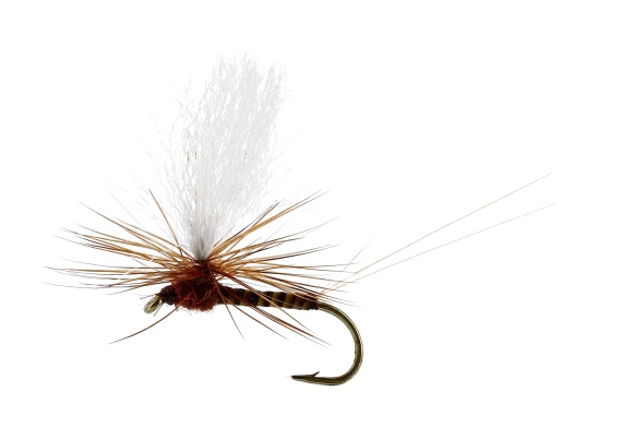 Marginata Dun Quill Brown TMC100 in the group Lures / Flies / Dry Flies at Sportfiskeprylar.se (FL32195r)