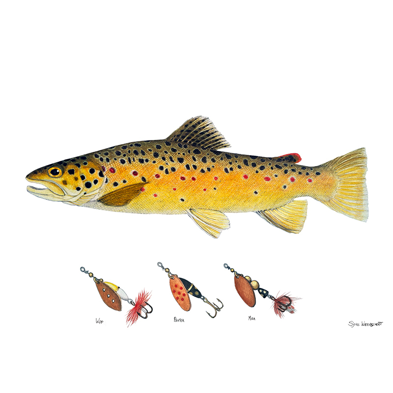 Myran Framed Brown Trout Poster in the group at Sportfiskeprylar.se (NFS50-1)