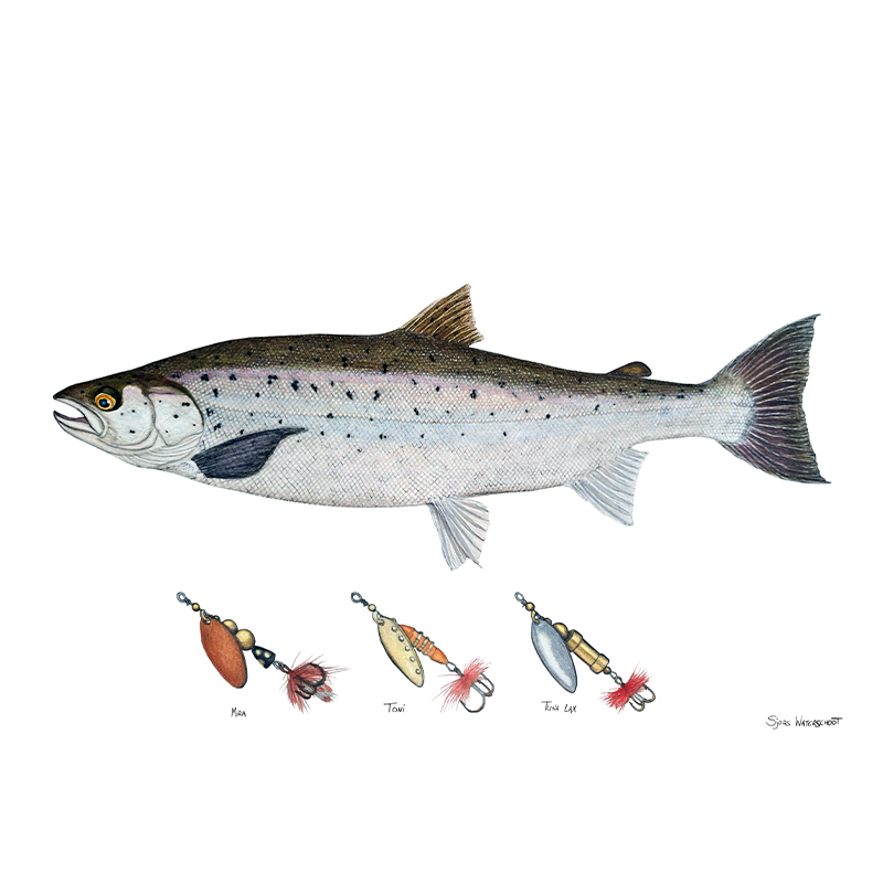 Myran Framed Salmon Poster in the group at Sportfiskeprylar.se (NFS50-2)