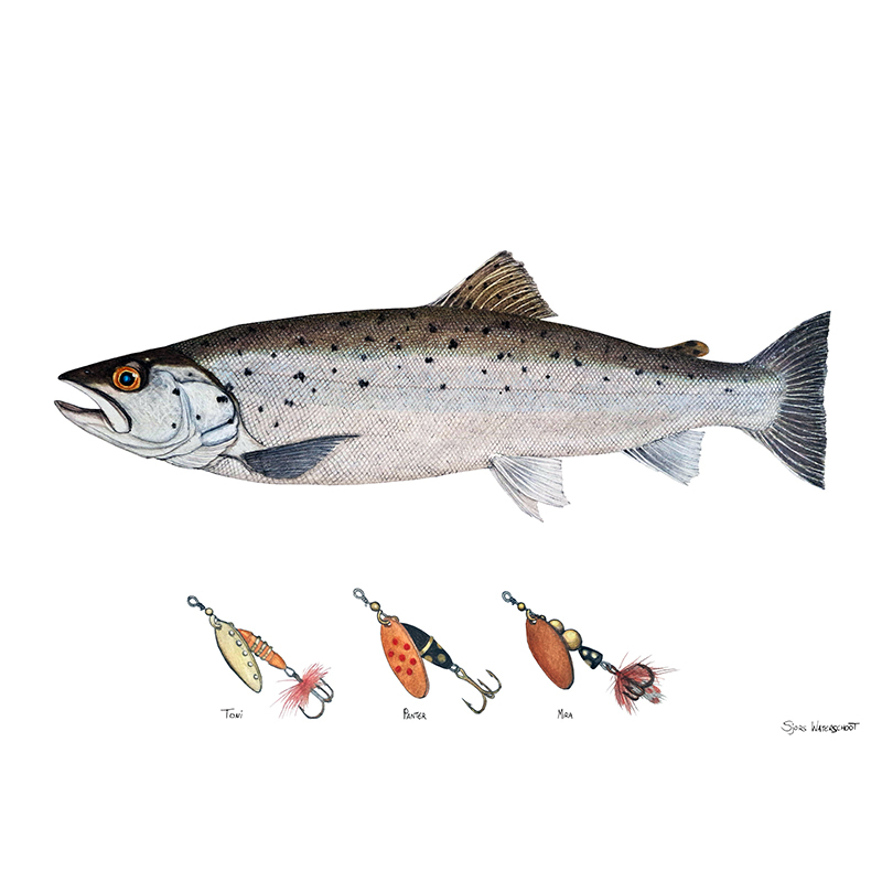 Myran Framed Sea Trout Poster in the group at Sportfiskeprylar.se (NFS50-3)