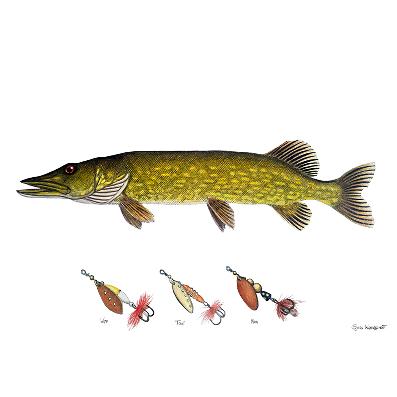 Myran Framed Pike Poster in the group at Sportfiskeprylar.se (NFS50-4)