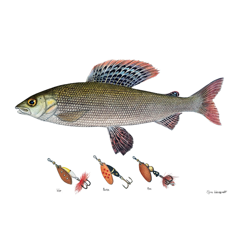 Myran Framed Grayling Poster in the group at Sportfiskeprylar.se (NFS50-6)