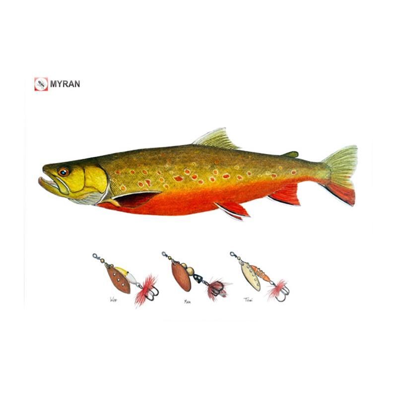 Myran Framed Arctic Char Poster in the group at Sportfiskeprylar.se (NFS50-8)