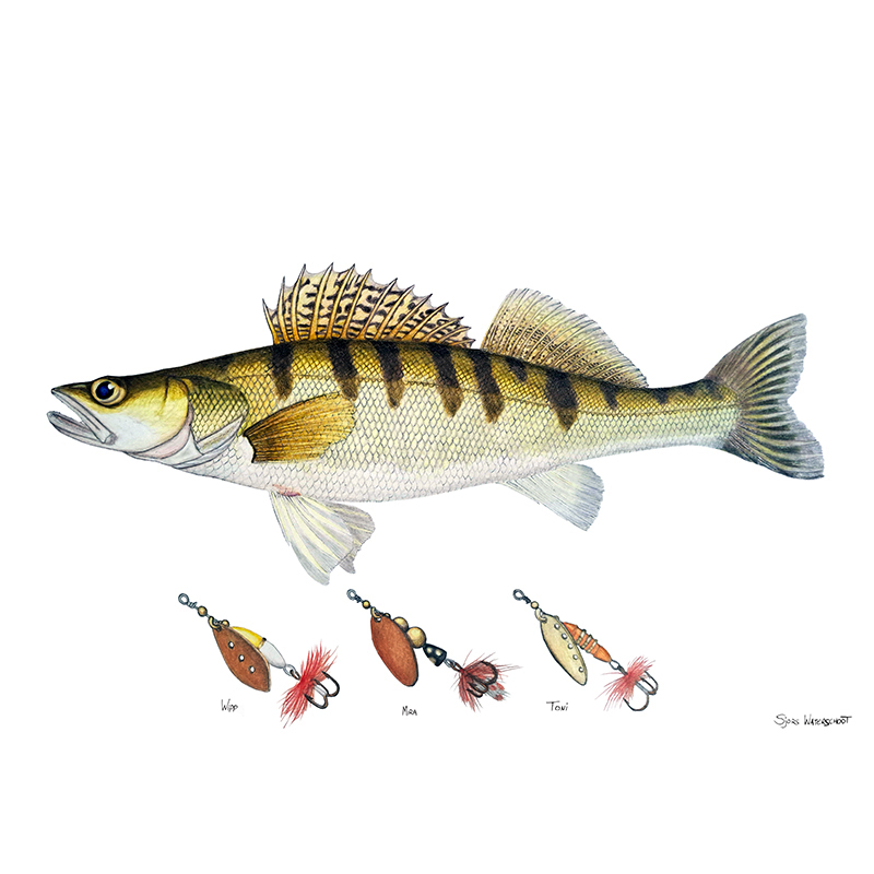Myran Framed Zander Poster in the group at Sportfiskeprylar.se (NFS50-9)