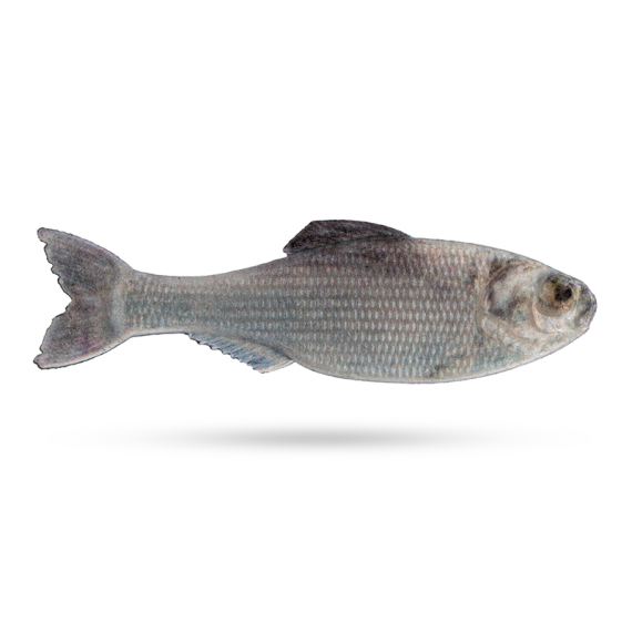 6th Sense Panorama, 2'' - Live Shad