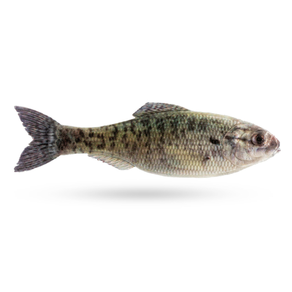 6th Sense Panorama, 3,5'' - Live Crappie