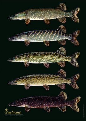 Poster Pike Variation Esox Lucius 50x70cm in the group Other / Stickers & Decals at Sportfiskeprylar.se (PIKEVARIATIONS)