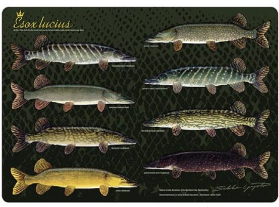Table Mat Pike Variation 30x42cm in the group Other / Stickers & Decals at Sportfiskeprylar.se (TABLEMATPIKEVARIATION)