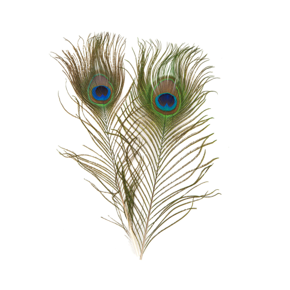 Peacock - Eye Top in the group Hooks & Terminal Tackle / Fly Tying / Fly Tying Material / Feathers & Capes / Other Feathers at Sportfiskeprylar.se (V5171)