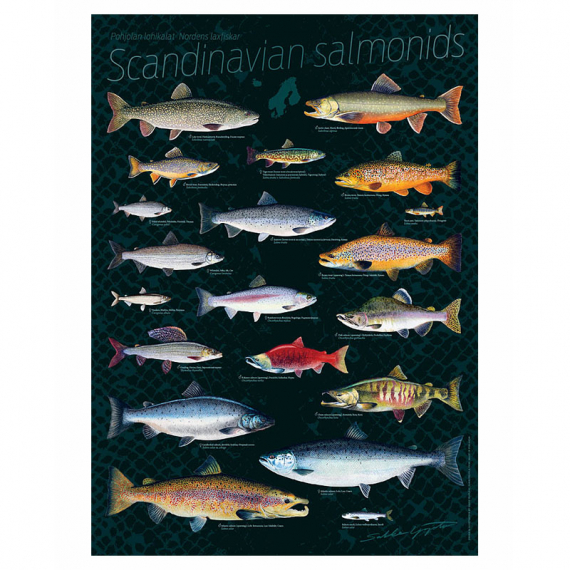 Poster Scandinavian Salmonids 50x70cm in the group Other / Stickers & Decals at Sportfiskeprylar.se (VD-1004)