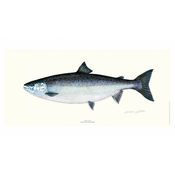 Poster Salmon 23x50cm in the group Other / Stickers & Decals at Sportfiskeprylar.se (VD-1113)