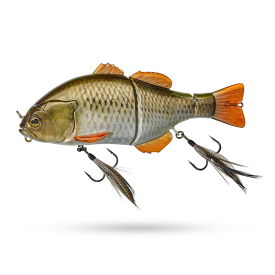 Rt Gold Carp