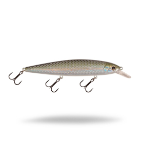 Gizzard Shad