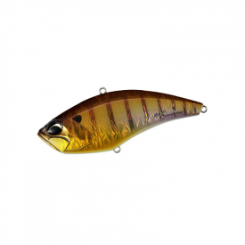 Bronze Gill