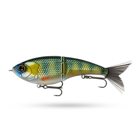 Yellow Perch