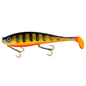 Orange Belly Perch