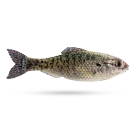Live Crappie
