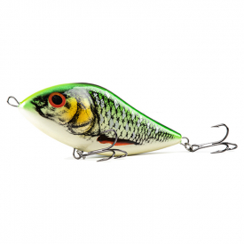 Spotted Silver Roach