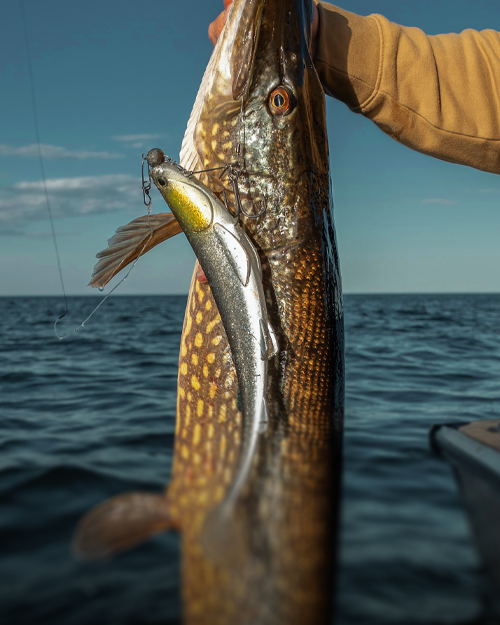 Läs mer om Scout Slow Roller, vårt nya bete för stora gäddor 